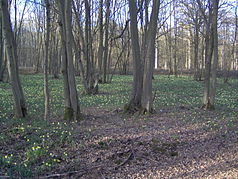Wooded area near Tigery in spring
