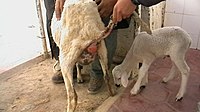 Vaginal prolapse is also common in ewes. Forboutaedje berbis ro agnea.jpg