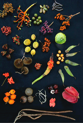 The diverse forest canopy on Barro Colorado Island, Panama, yielded this display of different fruit Forest fruits from Barro Colorado.png