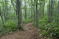 磐梯山の森