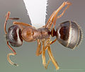 Formica subpolita casent0005377 dorsal 1. jpg