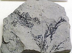 Fossil red algae (Salem Limestone, Middle Mississippian; Elizabethtown, Kentucky, USA) (45624979264).jpg