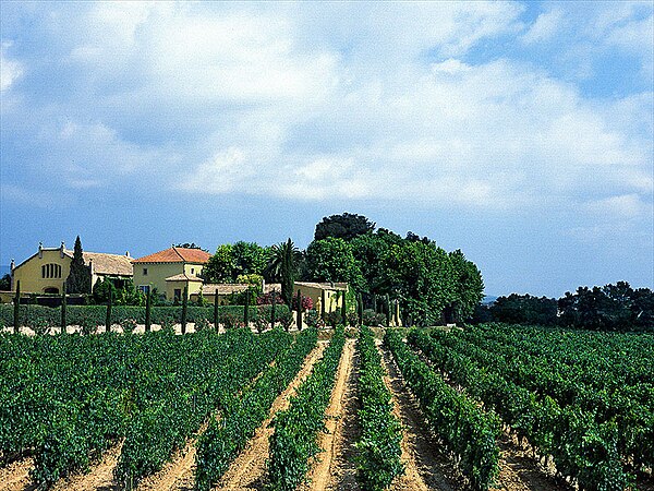 Traditional vineyards are common sights in the countryside.