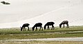 Nubra valley 2008-02-16 17:45