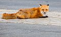 Foxes of Island Beach State Park New Jersey