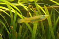 Halfbeak d'aigua dolça