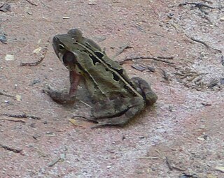 <i>Rhinella crucifer</i> Species of amphibian