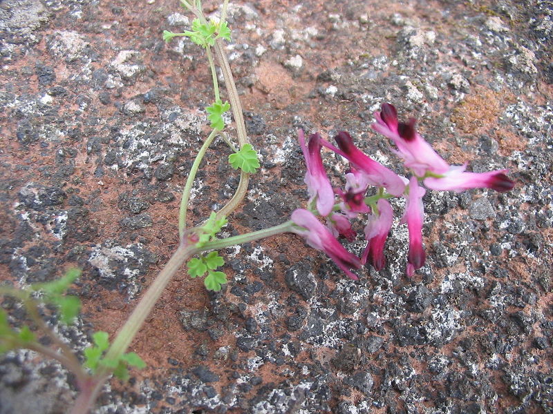 File:Fumaria capreolata (Flower).jpg