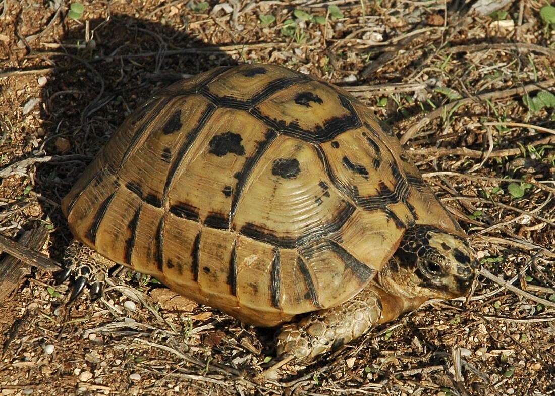 Testudo graeca nabeulensis