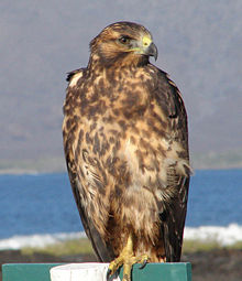 Faucon des Galapagos (juv) .jpg