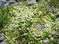 Galium cespitosum