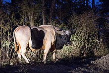 A gayal bull from India and Burma Gayal.jpg