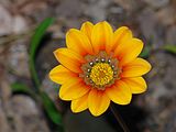 Gazania rigens (Asteracea) Treasure flower