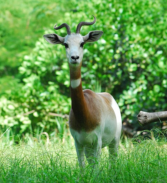 File:Gazella Dama 2006 09a.jpg