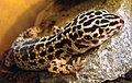 Gecko léopard Ile aux Serpents 171108 1.jpg