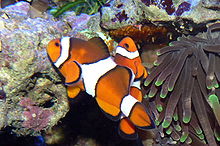 Clownfish-parin uros puhdistaa parin munat, jotka ovat tarttuneet ulkonemaan suulla.