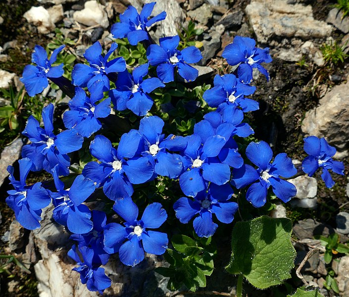 File:Gentiana flowers.jpg