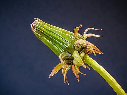 Flor fechada de dente-de-leão (Taraxacum officinale) no início da manhã. Técnica fotográfica do empilhamento de foco (focus stacking) de 22 imagens. O dente-de-leão é nativo da África, Ásia e Europa sendo espalhado por muitos outros lugares pelo homem. Estas plantas crescem em ambientes ruderais, em prados, pastagens e em culturas. Elas são usadas como alimento, forragem animal, flora apícola e planta medicinal. São consideradas ervas daninhas nas lavouras e jardins. (definição 4 608 × 3 456)