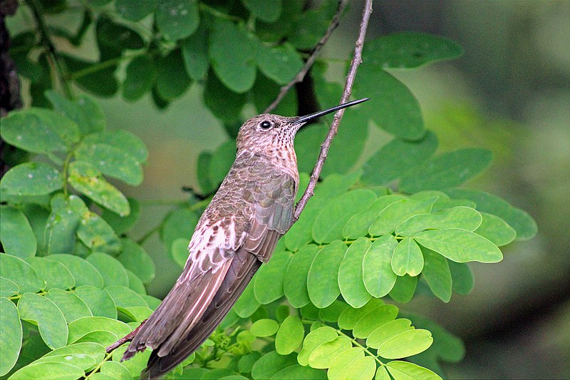 File:Giant Hummingbirds (7426017012).jpg