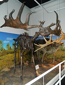 Irish elk skeleton