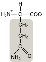 Thumbnail for File:Glutamine w functional group highlighted.png