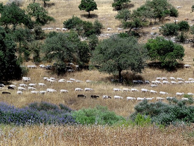 עדר עזים בדרכו למרעה בנחל שבעה ליד דרך נוף יער בית קשת בגליל התחתון.