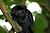 Goeldi's marmoset, Smithsonian National Zoo.jpg