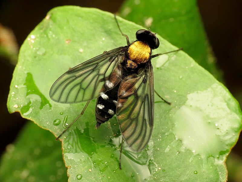 File:Golden-backed Snipe Fly (34808631212).jpg