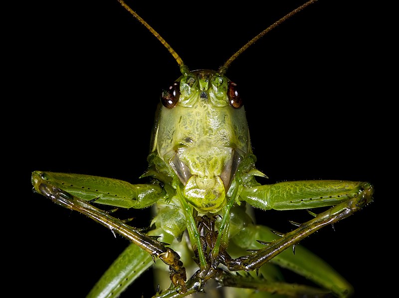 File:Grande sauterelle verte - Portrait.jpg