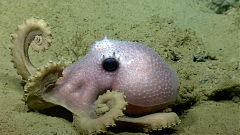 Description de l'image Graneledone verrucosa NOAA 2.jpg.