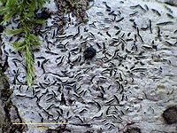 Écorce d'arbre blanche avec de nombreuses lignes noires et des gribouillis incrustés dedans