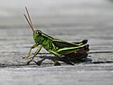 Grasshopper In Nova Scotia.jpg