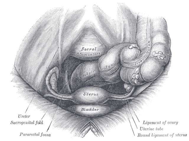 Ovarian cycle. Yellow body: corpus luteum (Drawing by W. Herzig) | Download  Scientific Diagram