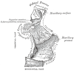 Medial aspect of left palatine bone.