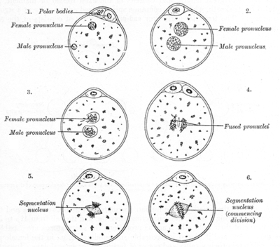 The process of fertilization in the ovum of a mouse Gray8.png