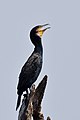 * Nomination Great cormorant (Phalacrocorax carbo) panting. Dead trees near boat jetty, Kabini Jungle Lodge --Tagooty 00:52, 7 May 2022 (UTC) * Promotion  Support Good quality -- Johann Jaritz 02:29, 7 May 2022 (UTC)