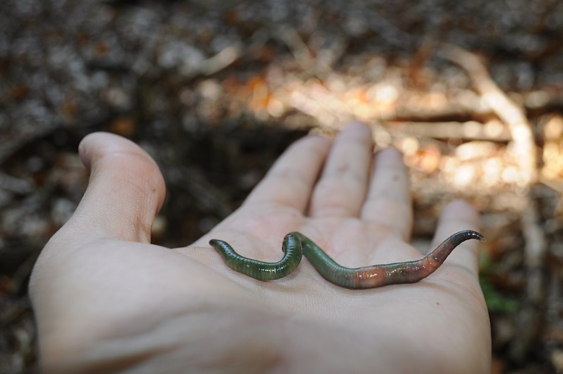 File:Green Allolobophora.jpg