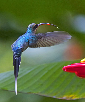 Zöldhátú remetekolibri