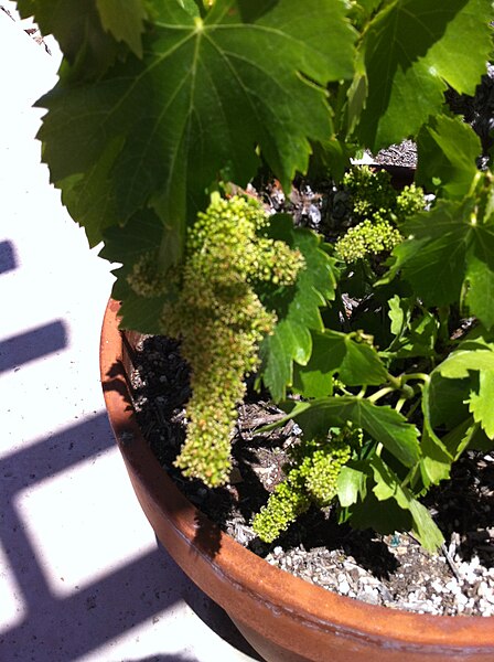 File:Grenache blanc in bloom at Tablas.jpg