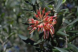 Grevillea olivacea Fagg.jpg