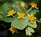 Grewia tiliaefolia flowers & leaves in Hyderabad W IMG 9422.jpg