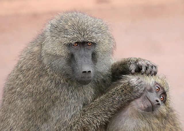 Olive baboons grooming