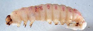 Thumbnail for File:Grotella sampita larva1.jpg