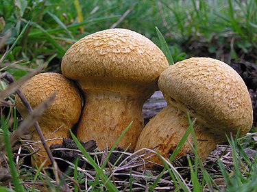 Gymnopilus junonius on dead Pinus radiata root, Wellington, New Zealand Gymnopilus.jpg