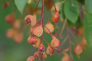 <i>Gymnosporangium libocedri</i> Species of fungus