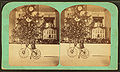 H. Spear's tree, Dec. 25th, 1873, from Robert N. Dennis collection of stereoscopic views.jpg