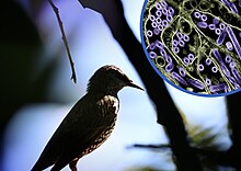 Photo of a wild bird. In the upper right corner is a colorized transmission electron micrograph of H5N1 virus particles (purple). Bird photo by NIAID; micrograph, which has been repositioned and recolored by NIAID, is courtesy CDC. H5N1 Bird Flu.jpg