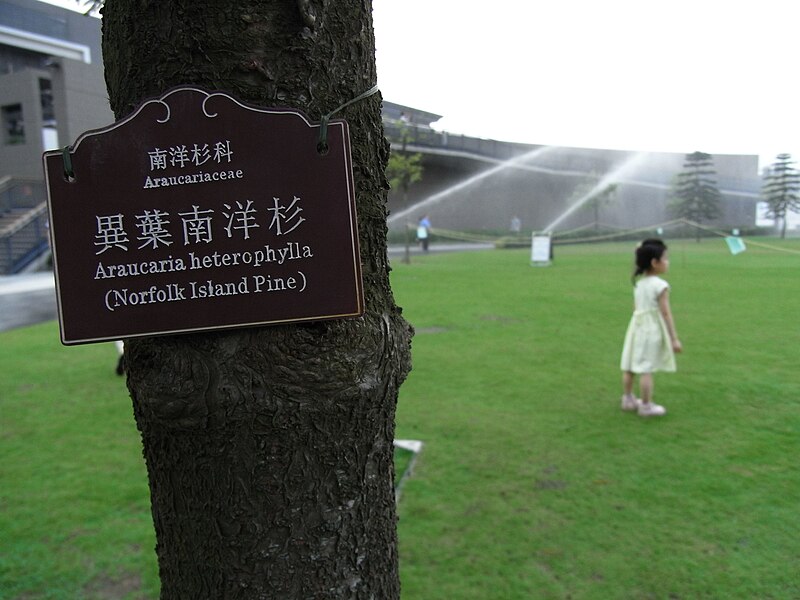 File:HK 中山紀念公園 Sun Yat Sen Memorial Park lawn 異葉南洋杉 Norfolk Island Pine trunk sign April-2012.JPG