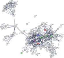 Shows protein interaction affecting HUD HUD Protein to protein interaction network.png