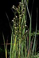 Habenaria nyikana South Africa - Gauteng - Johannesburg